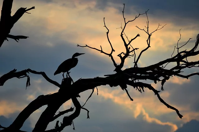 early-bird